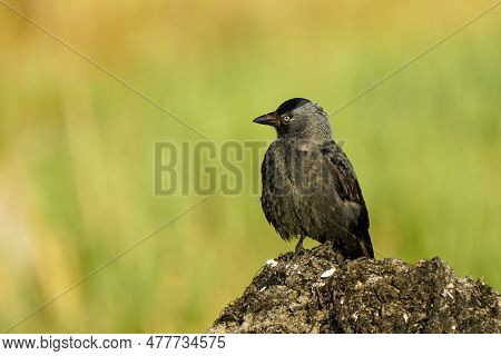 The Western Jackdaw, Coloeus Monedula, Also Known As The Eurasian Jackdaw, The European Jackdaw, Or 