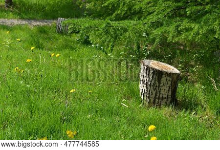 Vintage Home Garden Still Life With Stump And Meadow Or Field In Spring, Botanical Nature And Cottag