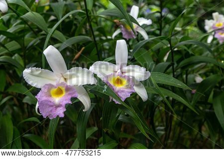 These Are Blooming Flowers Of Sobralia Decora In The Garden.