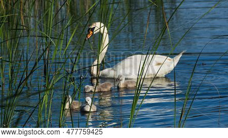 Swan With Babies Swimming In The Lake Trying To Get Food
