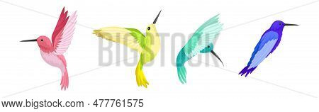 Colorful Hummingbird With Long Beak And Bright Feathers Vector Set