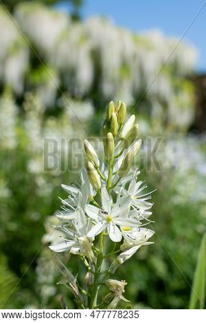 Close Up Of A White Camassia (camassia Quamash) Flower In Bloom