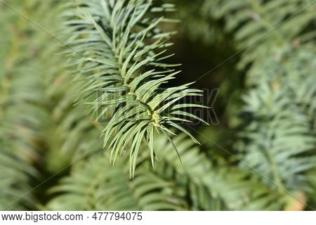 Taiwan Coffin Fir Branch  In The Spring