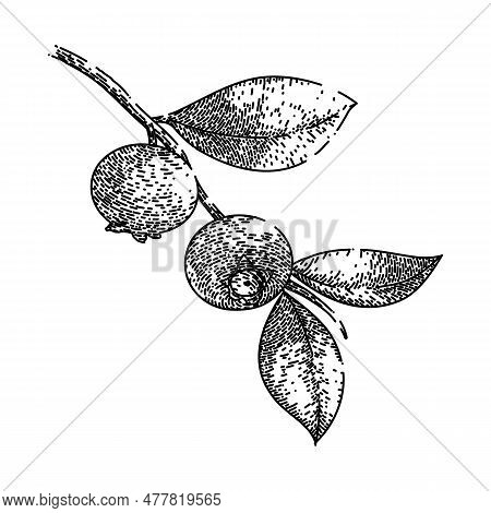 Blueberry Blue Fresh Hand Drawn. Bilberry Berry, Fruit Leaf, Bluberry Organic, Wild Top, View Forest