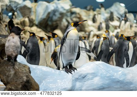 King Royal Penguin Family At Loro Park Zoo, Tenerife, Canary Island