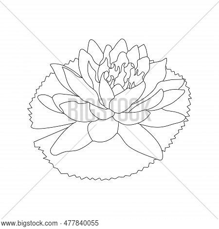 Water Lilies Flower Coloring Page