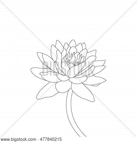 Water Lilies Flower Coloring Page
