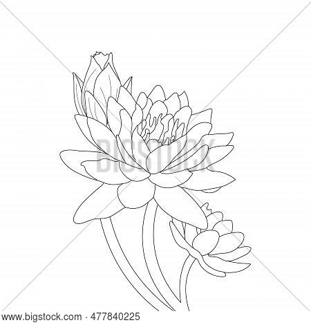 Water Lilies Flower Coloring Page
