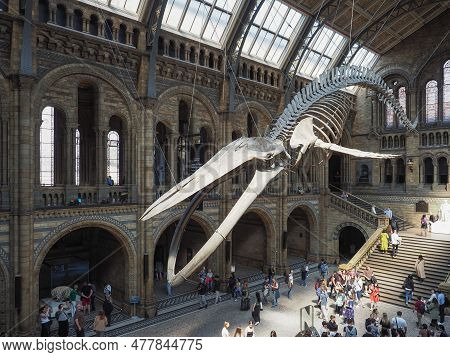 Hintze Hall At The Natural History Museum In London