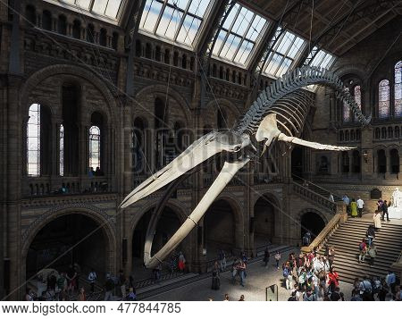 London, Uk - June 09, 2023: Blue Whale Skeleton In The Hintze Hall At The Natural History Museum