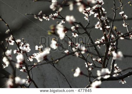 Abrikos Blossom