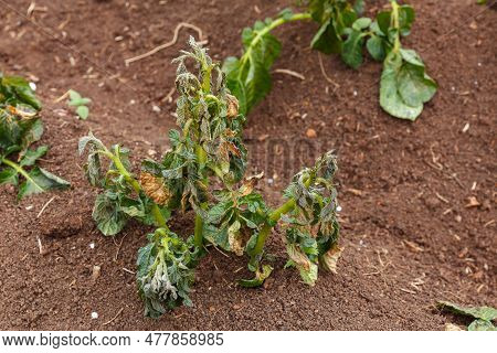 Potato Plants Damaged By The Frost. Potato Plants Showing Signs Of Frost Damage To Leaves. Potato Ag