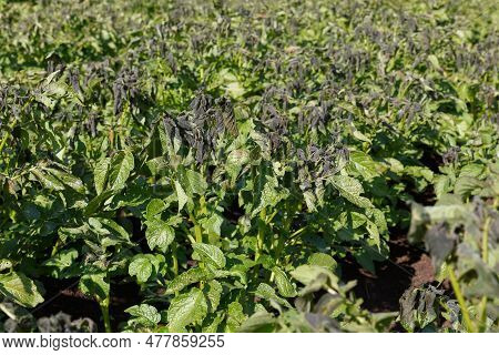 Potato Plants Damaged By The Frost. Potato Plants Showing Signs Of Frost Damage To Leaves. Potato Ag