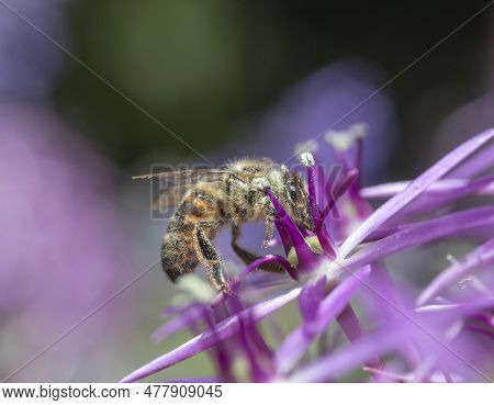 Close-up Of A Honey Bee On Allium Christophii