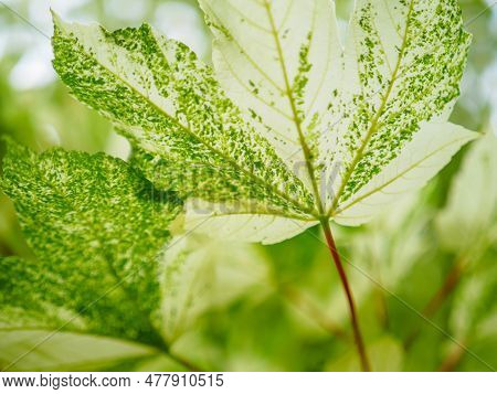 Pseudoplatanus Maple Leaves, Close Up Photo, Selective Focus Of Acer Leaves