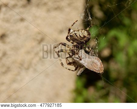 European Garden Spider (araneus Diadematus) Wrapping Its Prey (possibly A Butterfly) In Its Silken W