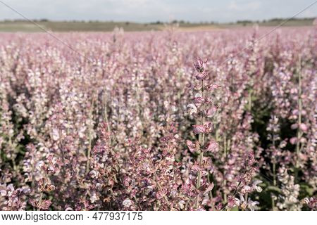 Field Of Clary Sage - Salvia Sclarea In Bloom, Cultivated To Extract The Essential Oil And Honey. Fi