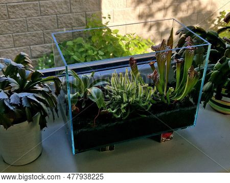 In A Bright Location With Plenty Of Direct Sunlight, In A Greenhouse Or In An Aquarium With Swampy P