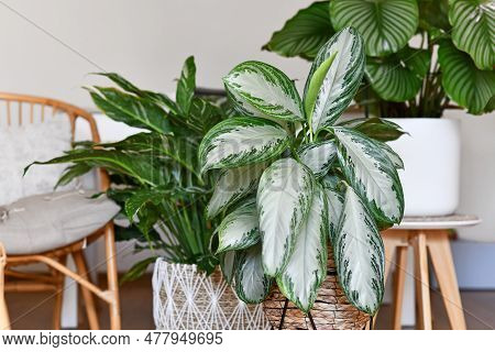 Potted Tropical 'aglaonema Silver Bay' (botanic Name) Houseplant With Silver Pattern In Basket  With