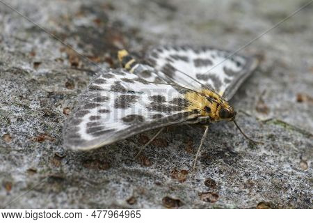 Detailed Closeup On The Colorful Small Magpie Geometer Moth, Anania Hortulata, With Spread Wings