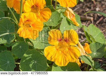 Tropaeolum Majus The Garden Nasturtium Also Called Indian Cress Or Monks Cress In Bloom Outdoor