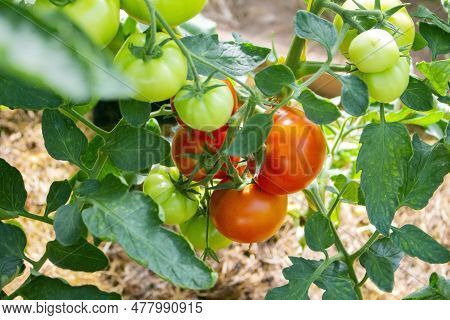 Green And Red Tomatoes On A Plant In Rural Area