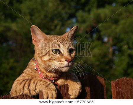 แคสวันนาห์ Serval หญิง