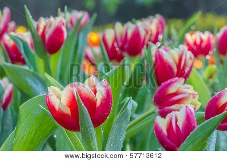 Colorful Tulips Flower