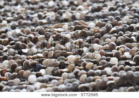 多くの行をシェルします。