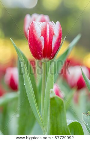 Colorful Tulips Flower