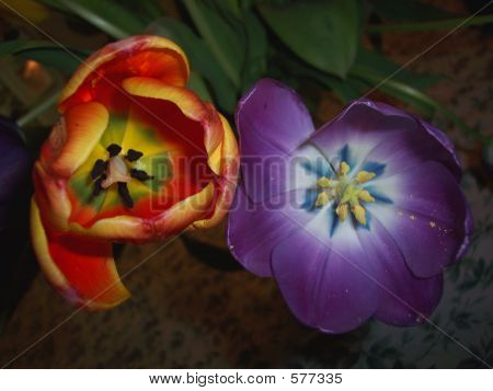 Tulipas laranja & roxas