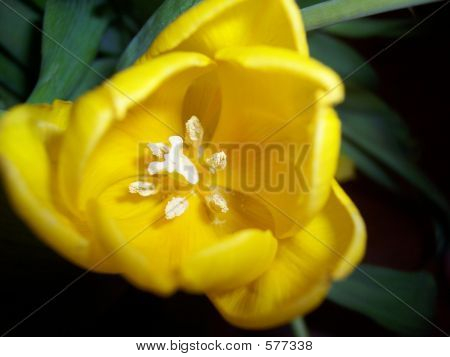 Tulipa amarela