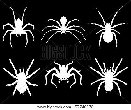 spiders
