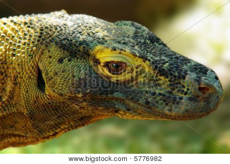 Komodo dragen