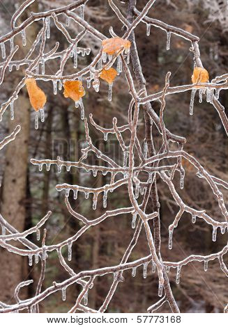 Ice Covered Branches After An Ice Storm.