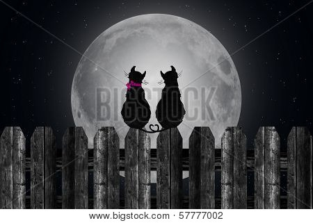 silhouette of cats in moonlight
