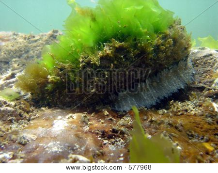 アワビのカバーの下