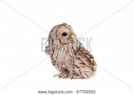 Ural Owl on the white background