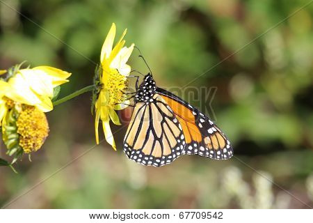 Monarch Butterfly (danaus Plexippus) On Woodland Sunflowers