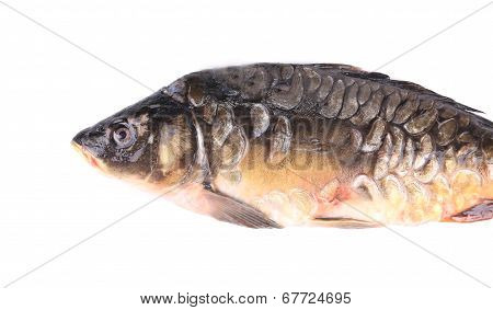 Mirror carp.