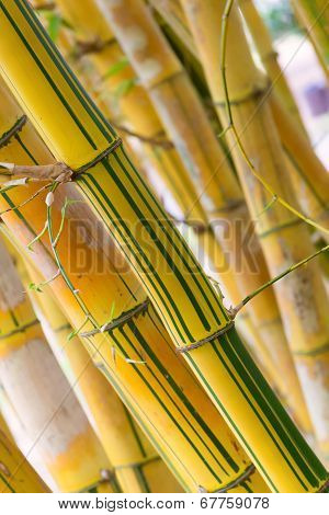 Bamboo