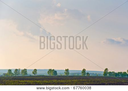Landscape With Row Trees