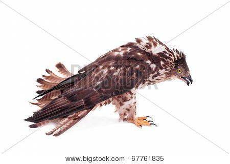 European Honey Buzzard on white