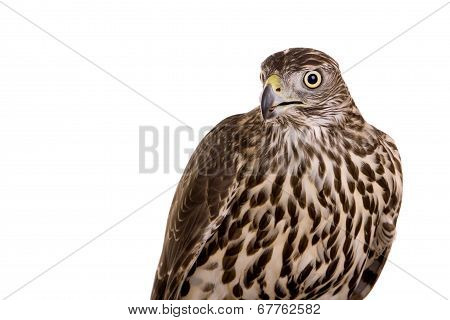 Northern Goshawk isolated on white