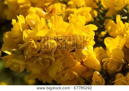 Ulex Europaeus,gorse, Common Gorse, Furze Or Whin. Flowers. Macro.