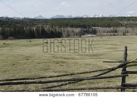 Spring pasture. Tunkinskaya valley, Buryatia