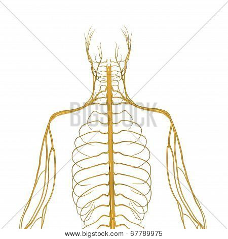 Nervous system