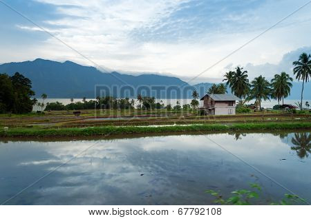 Rice Fields Near Lake Maninjau (danau Maninjau)