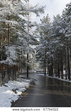 Wet asphaltic road among snowy trees