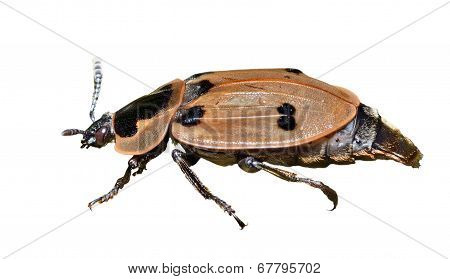 Beetle (silphidae)